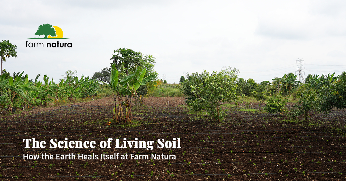 The Science of Living Soil — How the Earth Heals Itself at Farm Natura