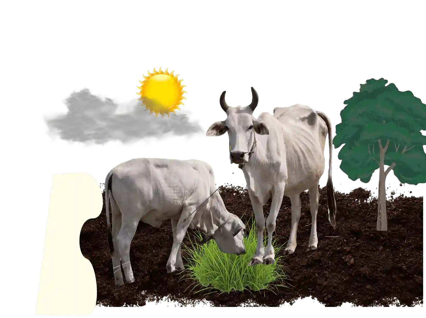 Cow