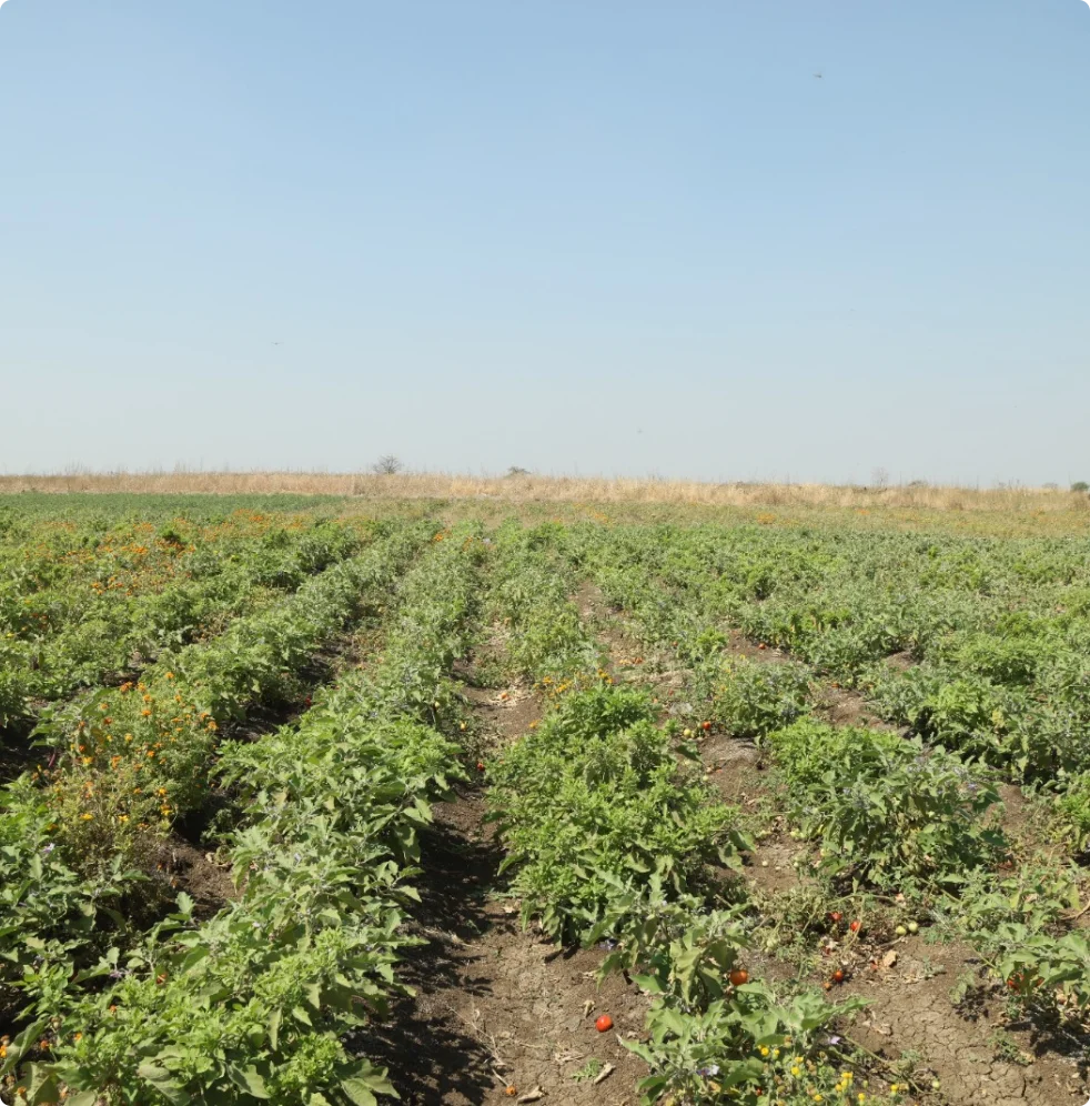 Farm Field