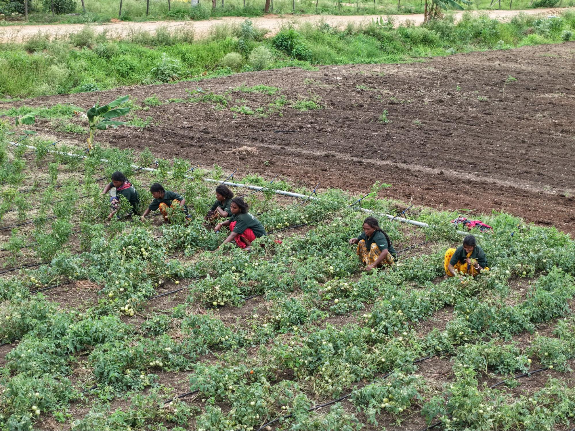 Natural farming practices at Farm Natura
