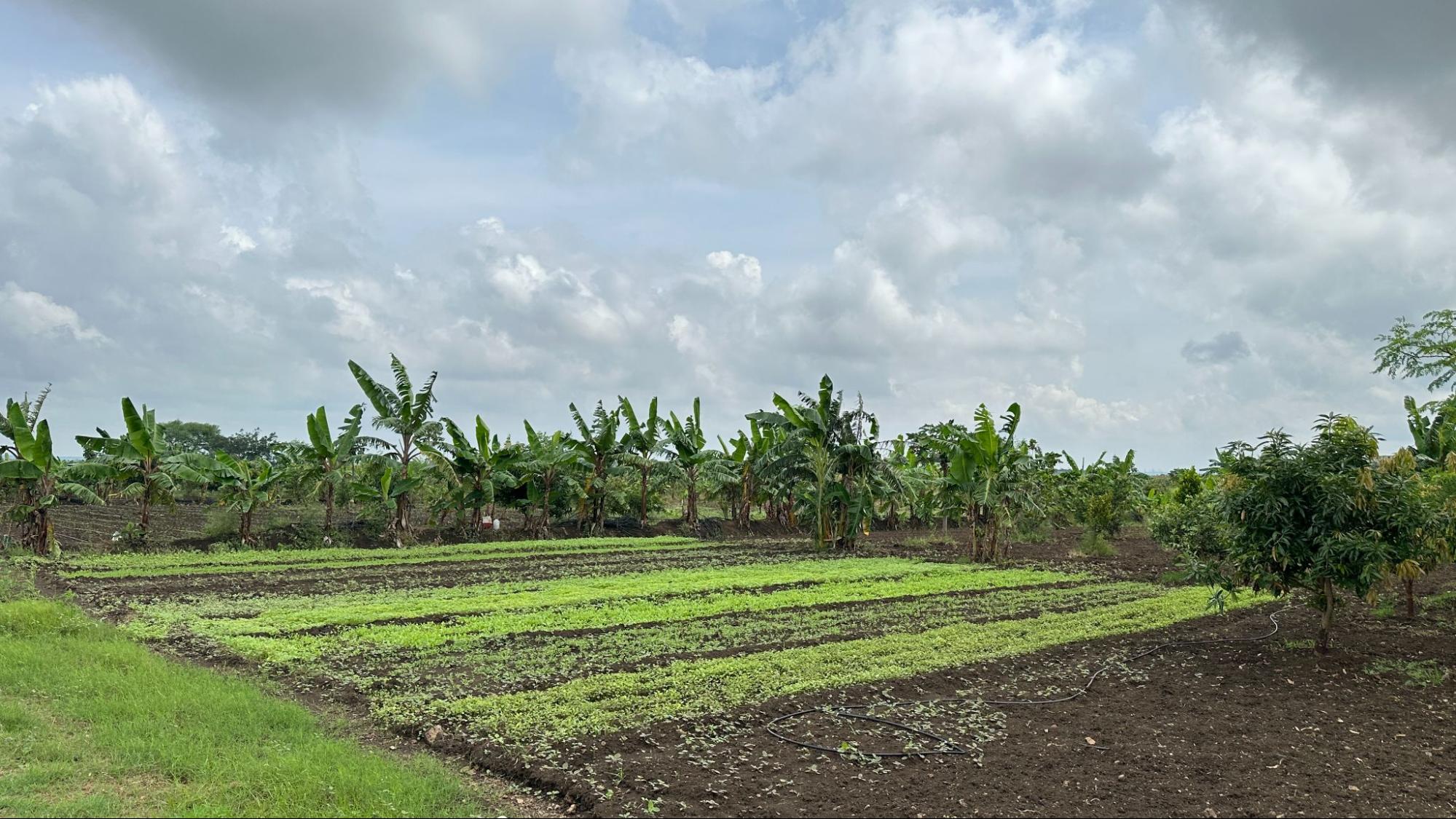 Cow-based farming techniques